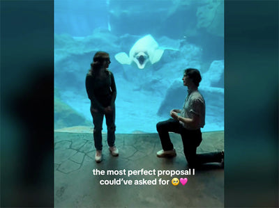 Beluga Whale's Human-Like Reaction to Marriage Proposal Has Internet Buzzing