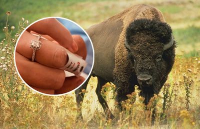 After Brutal Encounter With Bison, AZ Woman Accepts Proposal From Hospital Bed